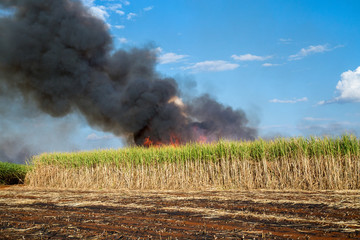 sugar cane plantation and fire