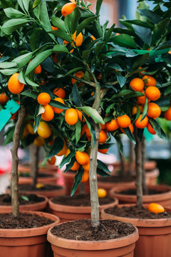 Kumquat Tree