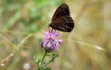 papillon