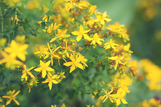 The  tutsan plant