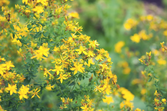 The  tutsan plant