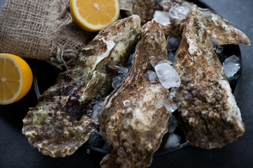 Closeup of fresh unopened oysters with ice cubes and lemon, selective focus, studio shot