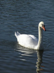Naklejka premium Schwan auf dem See