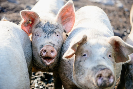 Smiling Pig On A Farm