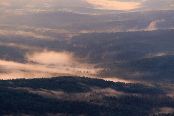 Evening view of the misty forest
