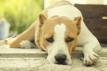 Obraz premium sad stafford dog laying in her place with big shiny eyes
