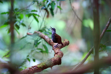 Bornean wren-babbler (Ptilocichla leucogrammica) in Borneo