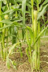 growing blooming corn field in summer garden