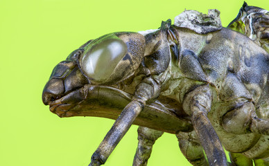 The head of an exuviae of a dragonfly
