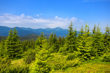 Fototapeta premium green forest on a mount slope