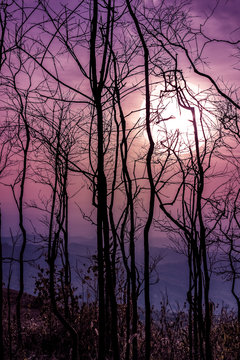Night landscape of sky with bright super moon behind silhouette of dead tree. © kdshutterman