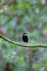 Blue-headed pitta (Hydrornis baudii) male in Danum Valley, Sabah, Borneo, Malaysia