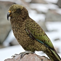 Kea - Alpine Parrot of New Zealand