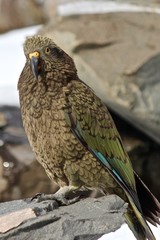 Curious Kea