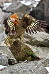 Keas Playing