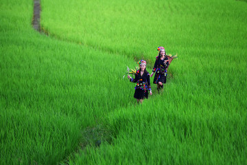 The hill tribe woman walks in the rice paddies.