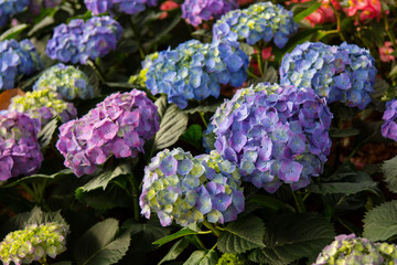 Purple Hydrangea flower (Hydrangea macrophylla) in the garden