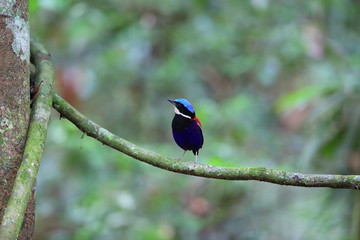 Blue-headed pitta (Hydrornis baudii) male in Danum Valley, Sabah, Borneo, Malaysia