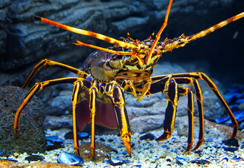 Close up colourful Tropical Rock lobster under water on background of beautiful underwater stones.