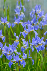 Bright blue iris flowers among the green grass