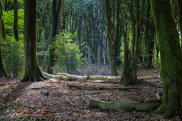 The Veluwe is the largest National Park in The Netherlands..