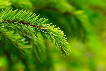 beautiful closeup pine tree branch