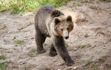 Fototapeta na wymiar Europäischer Braunbär