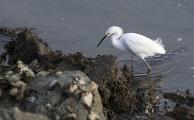 egret at spanish landing