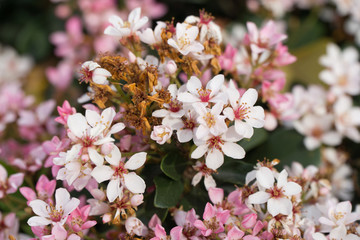 white and pink flower cluster bush close up