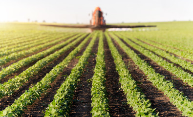 Naklejka premium Tractor spraying soybean field