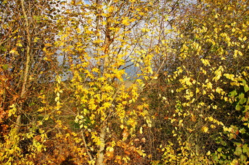 junger Feldahornbaum in der Mitte mit leuchtend gelben Blättern
