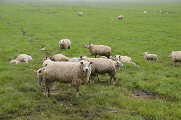 Fototapeta na wymiar Sheeps On A Farmland In The Netherlands