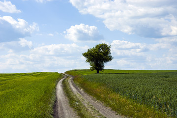 Fototapeta na wymiar Field road, lonely tree and fields