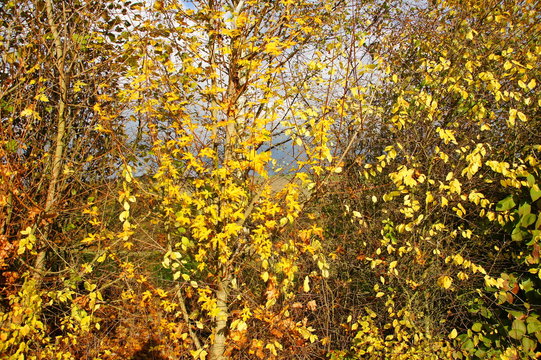 junger Feldahornbaum in der Mitte mit leuchtend gelben Blättern
