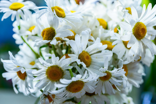 Romantic bouquet of chamomile closely. Beautiful summer white chamomile. Large flowers macro. Meadow wildflowers for posters, prints, design, covers, invitations, cards.