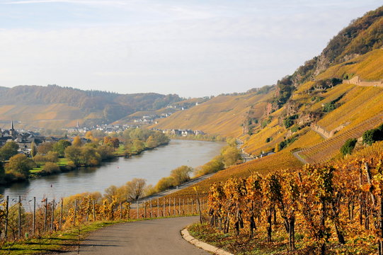Moseltal im Herbst mit Erden und &Uuml;rzig und der &Uuml;rziger Sonnenuhr rechts in den Felsen
