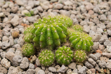 Cactus in the garden