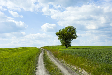 Fototapeta na wymiar Wide country road, lonely tree and fields