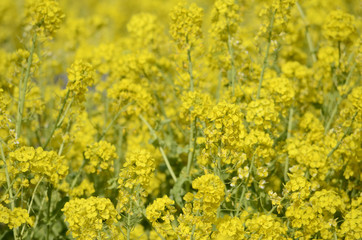 菜の花