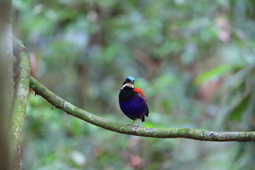 Blue-headed pitta (Hydrornis baudii) male in Danum Valley, Sabah, Borneo, Malaysia