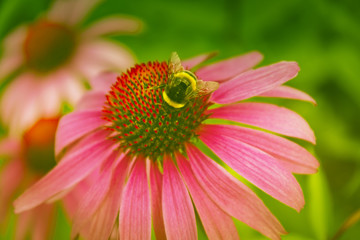 Hummel und Sonnenhut, Echinacea