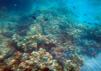 Sealife of Doini Island, Papua New Guinea.