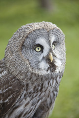 Owl bird