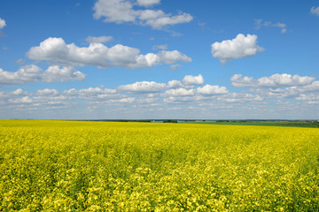 Obraz premium Field of flowering rape