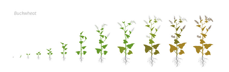 Buckwheat Fagopyrum Polygonaceae Growth stages vector illustration