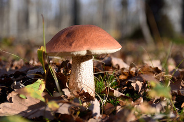 naissance d'un cèpe