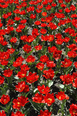 Obraz premium red roses