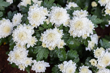 chrysanthemum flower in garden