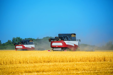 Obraz premium Grain harvesting combines work in wheat field