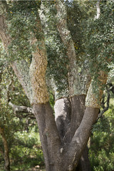 PORTUGAL ALGARVE MONCHIQUE CORK PLANTATION